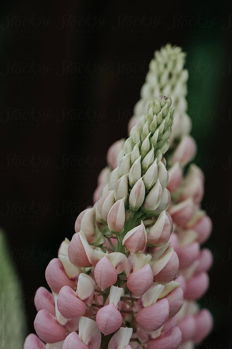 Close up on a pink flower spike coming into bloom