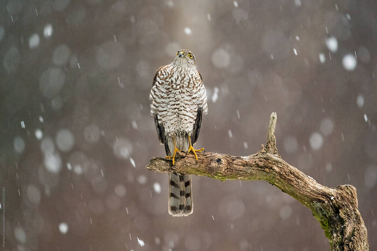 Sparrowhawk Perched On A Branch Looks At The Falling Snow