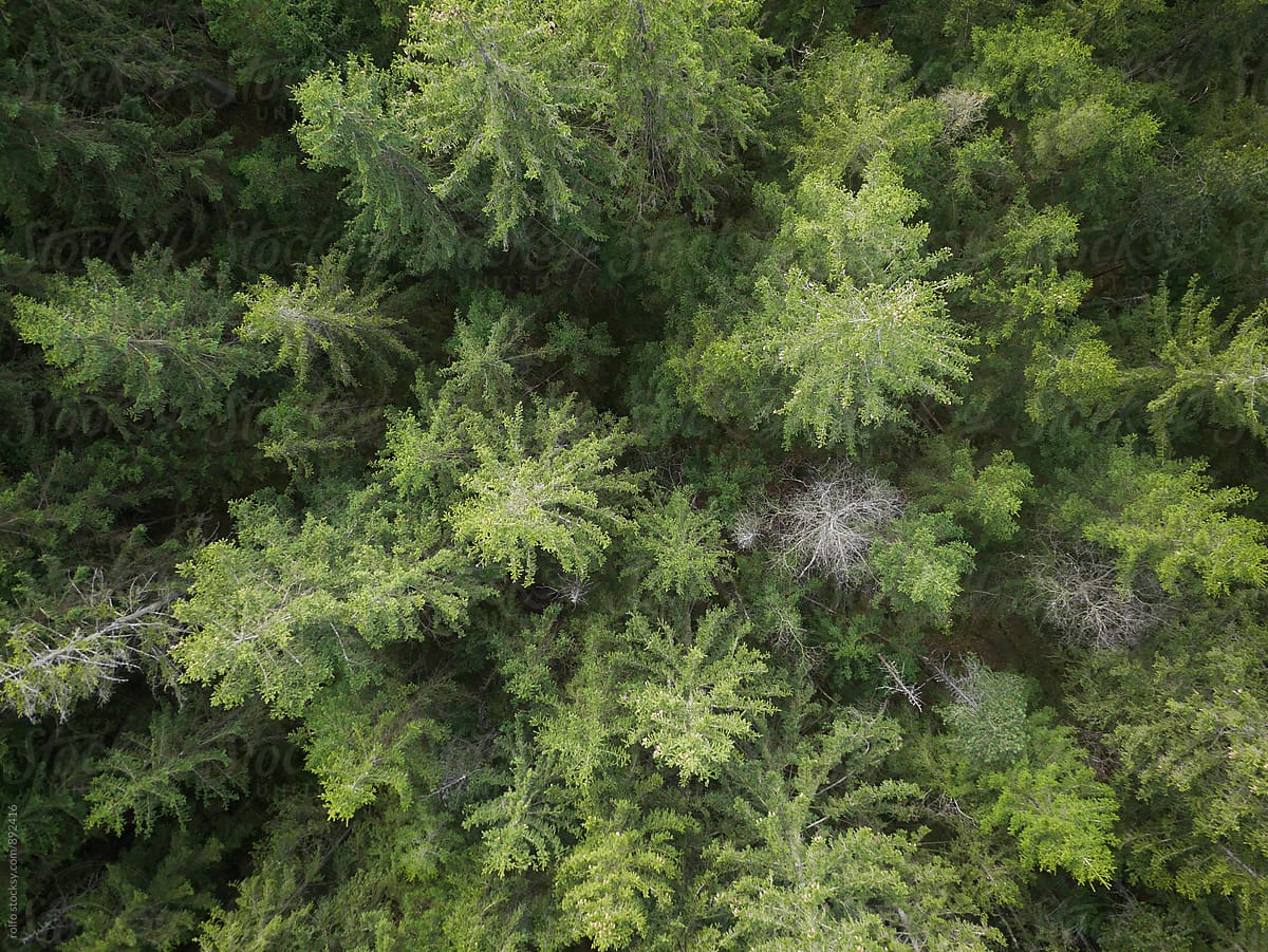 Top view of coniferous forest
