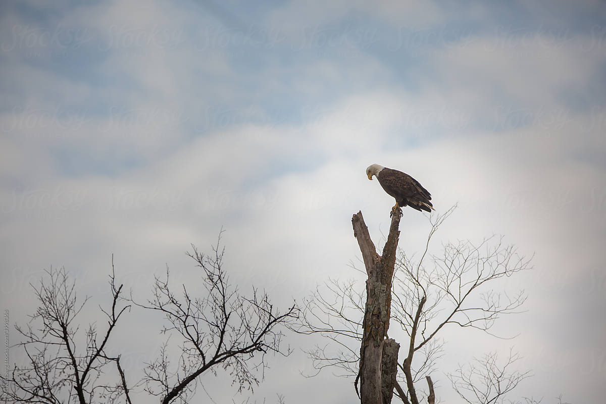 Bald eagle looking down while atop a high tree stump