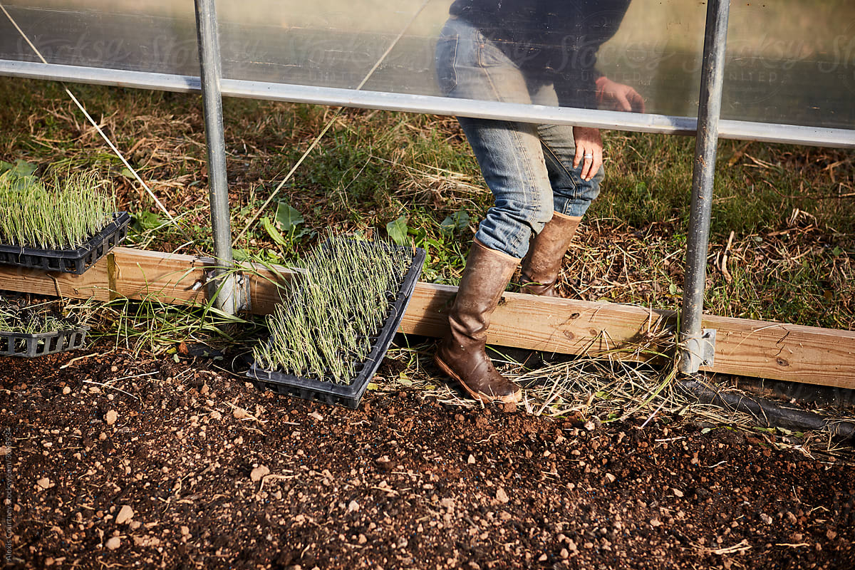Farmer stepping in to a hoophouse.