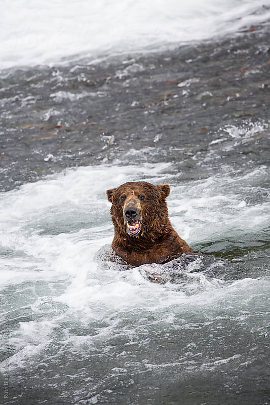 Brown bear fishing in the river