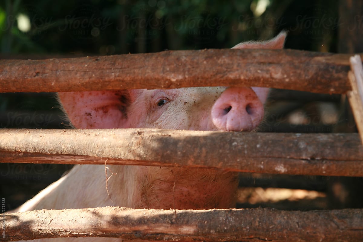 A pig looking through the fence