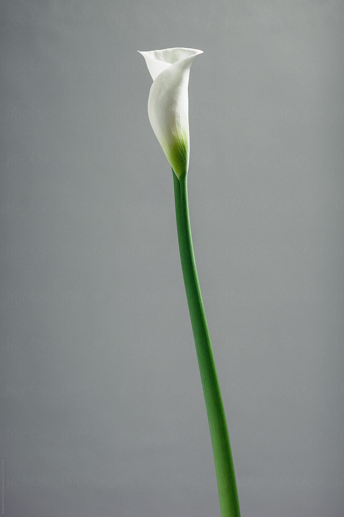 Beautiful white flower on grey background.