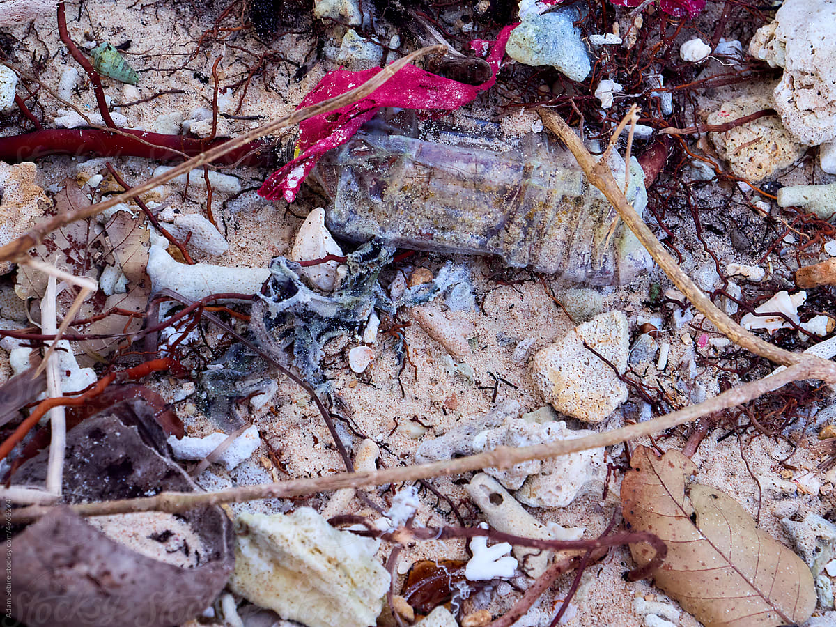 Crabs, coral on beach plastic pollution manmade rubbish: anthropocene