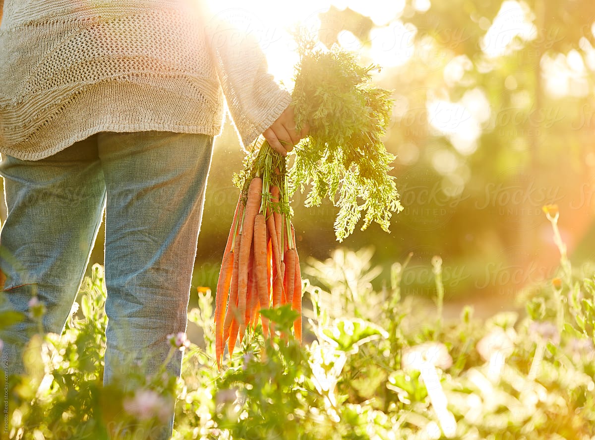 Woman Farmer Holding Carrots At Organic Farm In California By Trinette 