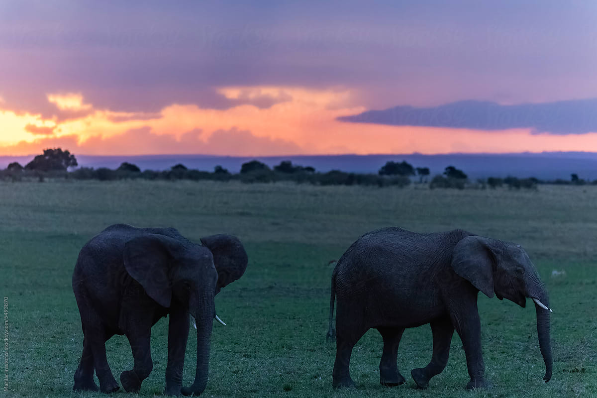 Two Young Elephants At Sunset