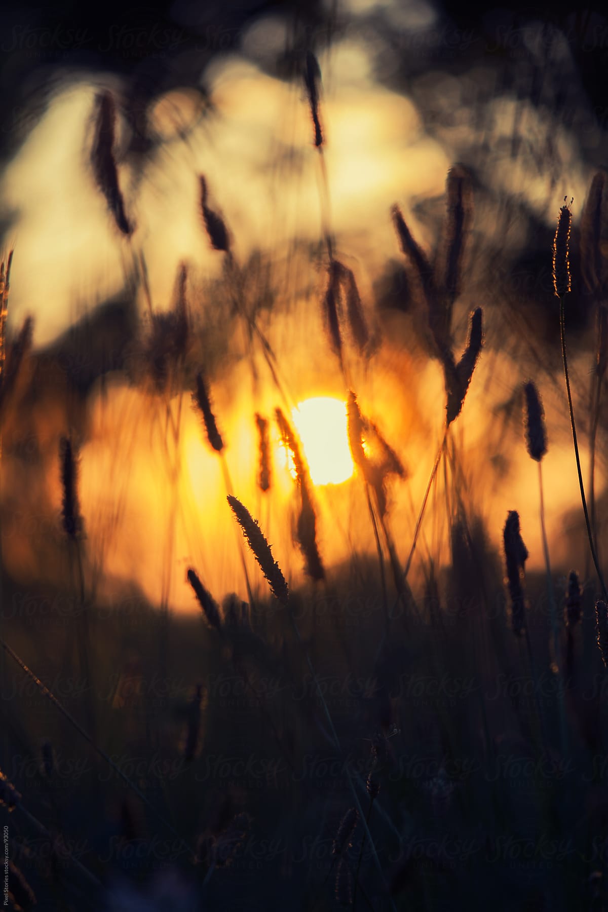 Dry grass during sunrise