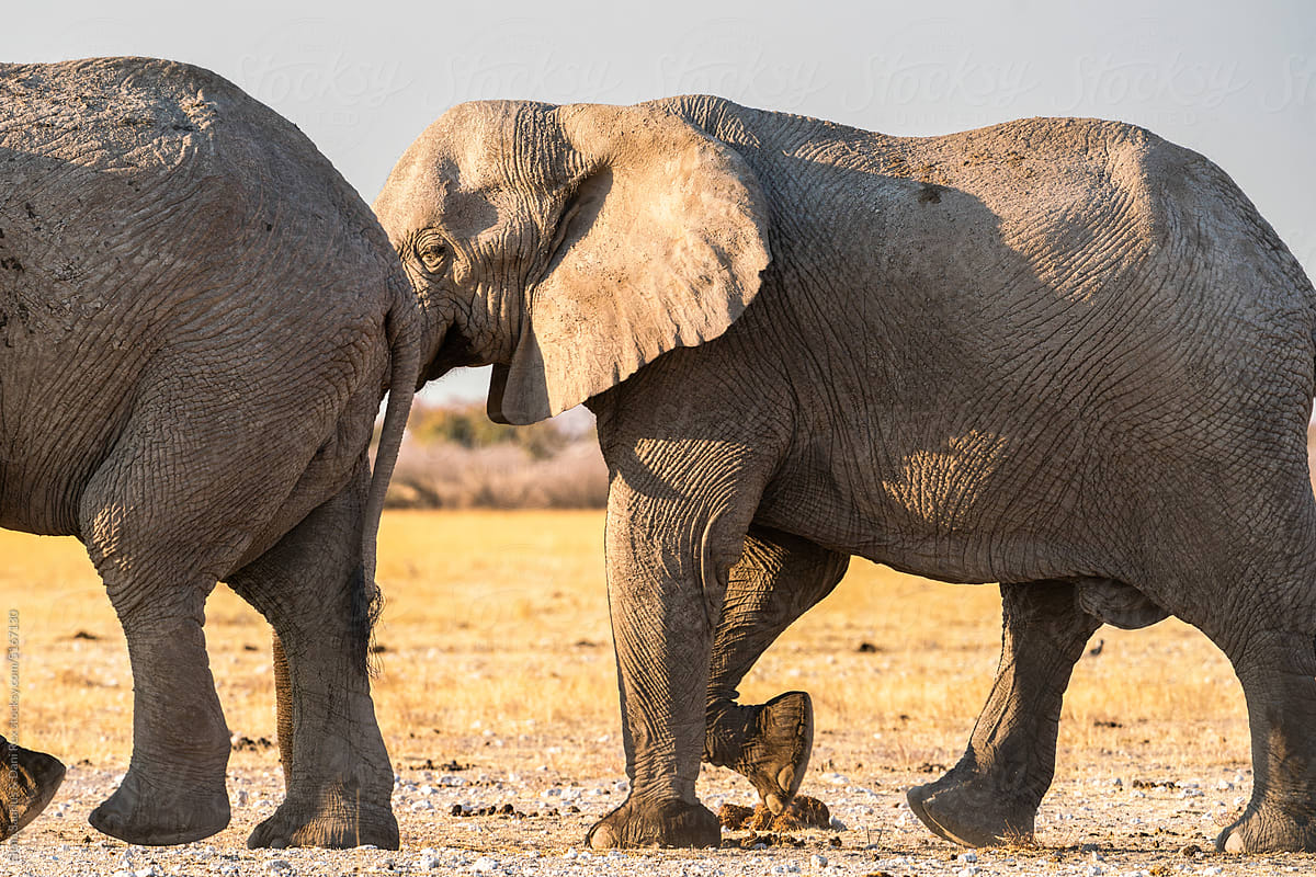 Couple of elephants walking in National Park, Namibia, Africa