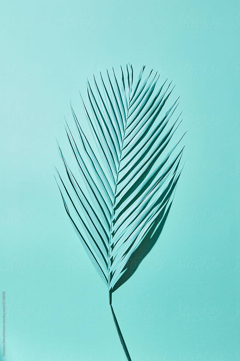 Blue leaf of a tropical palm tree on a blue background, top view
