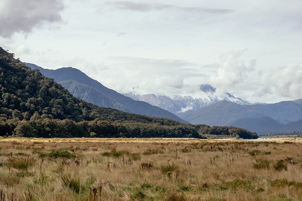New Zealand Forest Treeline by Stocksy Contributor Ansel Collective LLC  - Stocksy