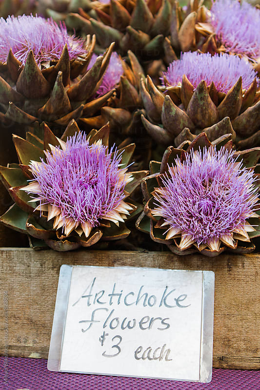 Box of blooming artichoke flowers with a price tag at a farmers market
