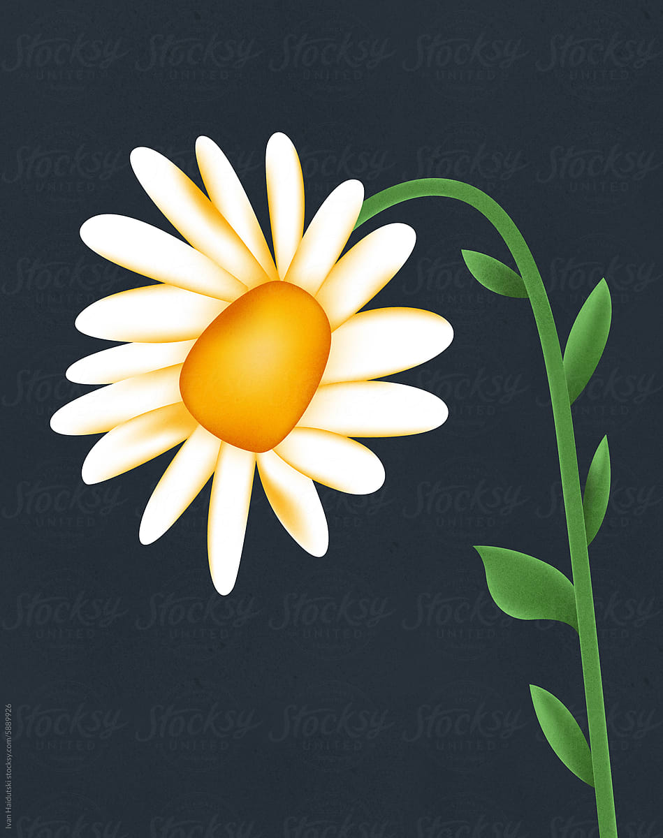 Daisy Flowers on colorful empty background. Natural Floral backdrop