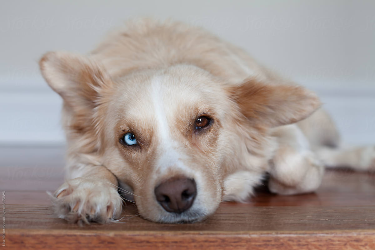 Blonde Haired Dog Sitting At Top Of Stairs With One Brown Eye And One Blue Eye By Lisa Macintosh