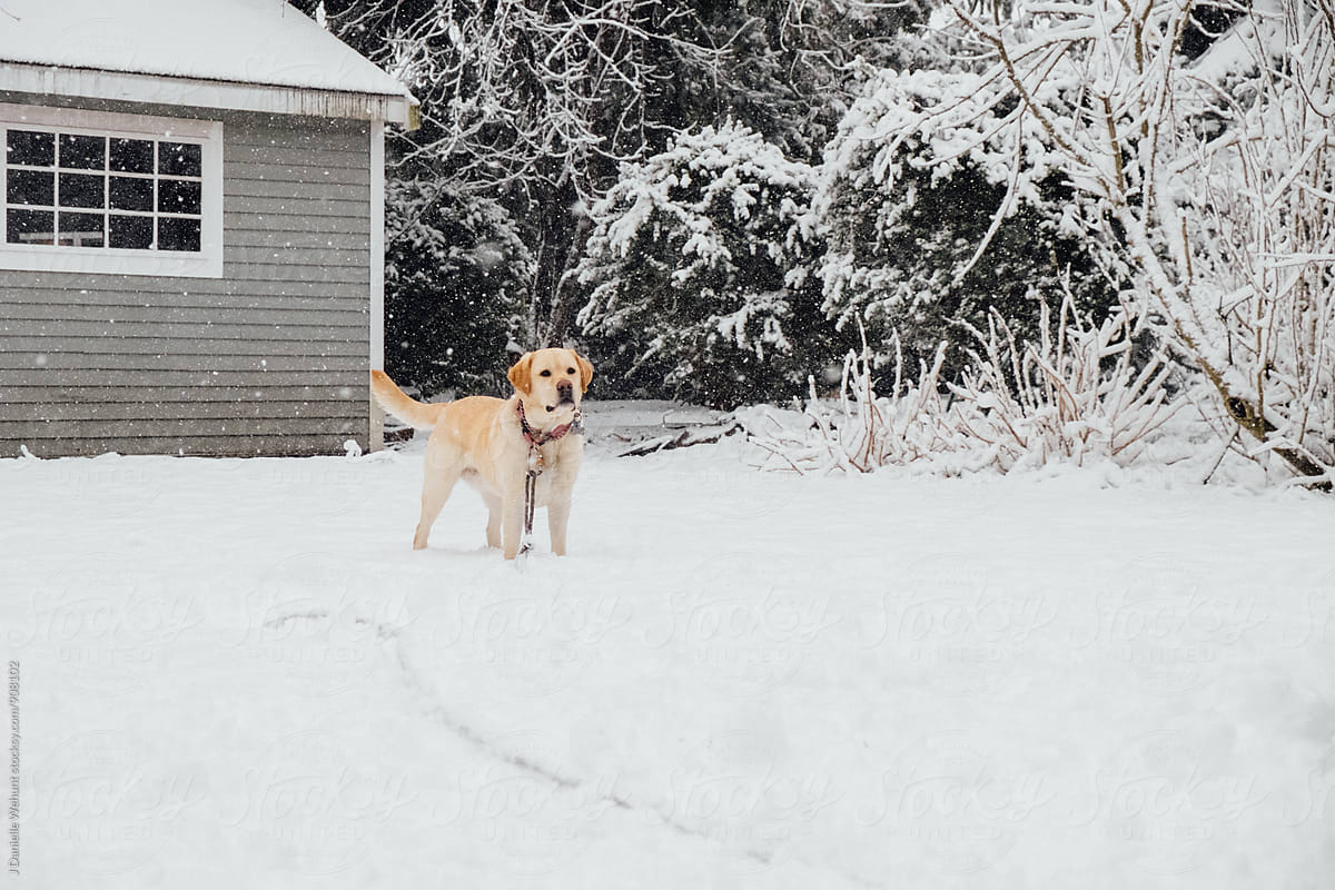 A yellow lab puppy dog playing with his leash in the snow.