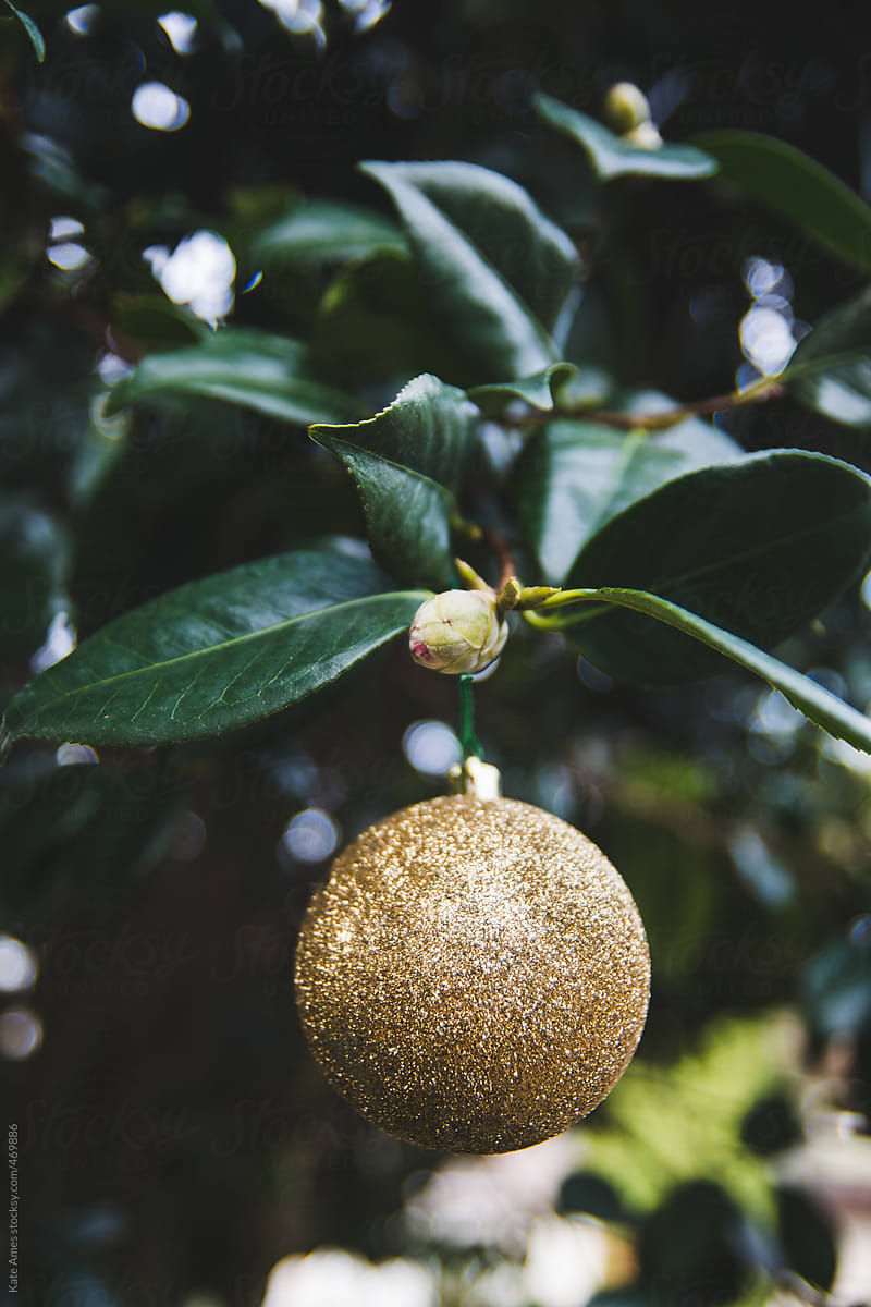 Gold sparkly ornament hanging from dark green Camellia Bush