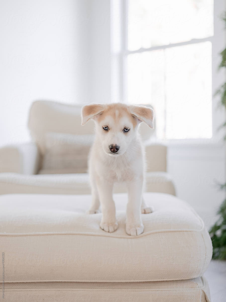 Puppy standing on furniture