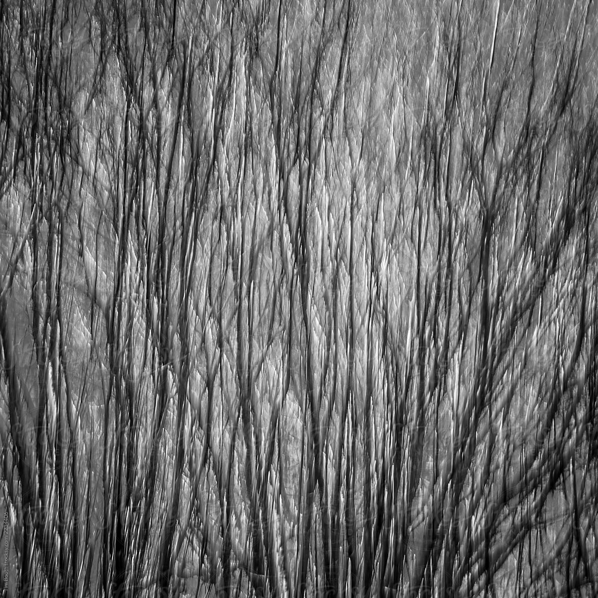 The blurred texture of winter trees