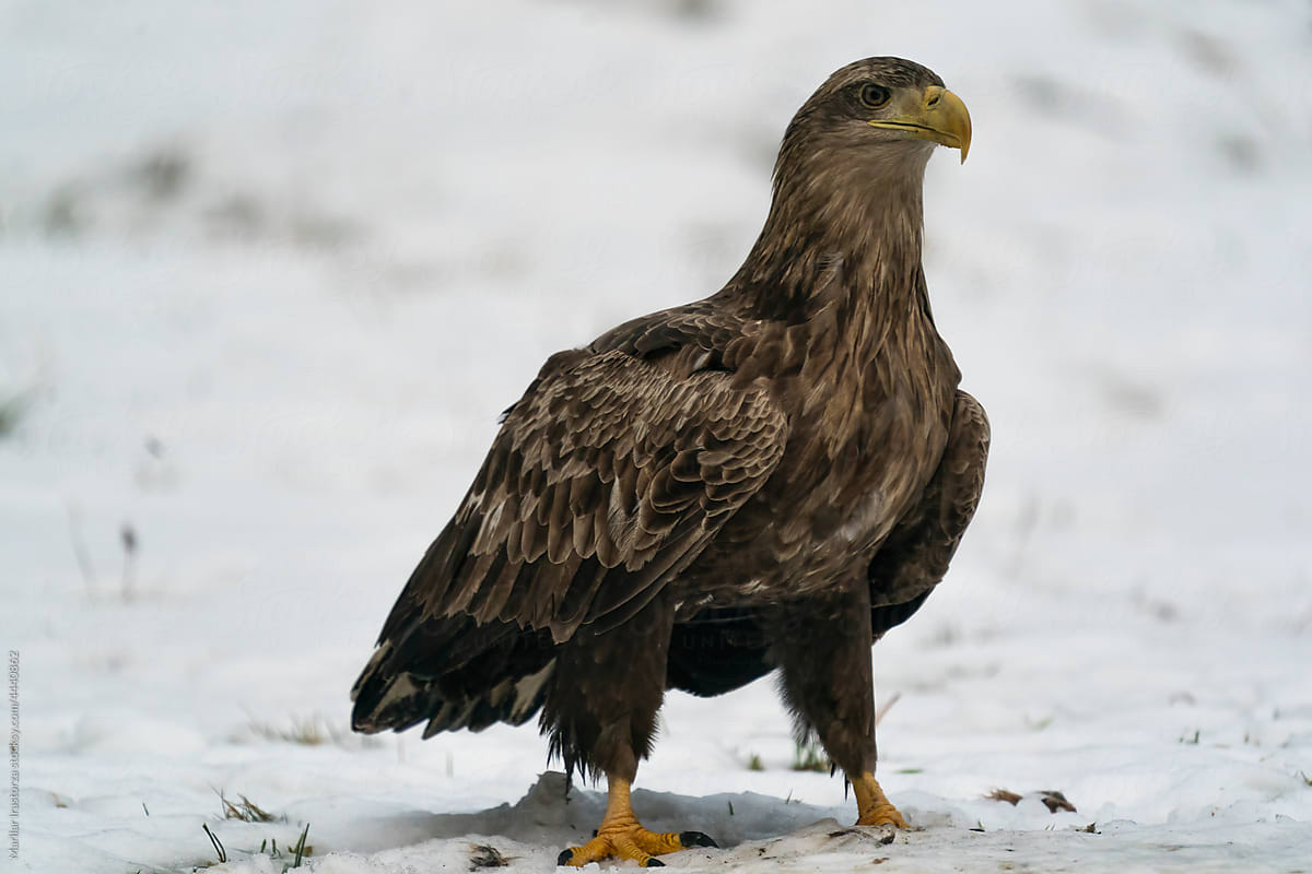 Awesome White-Tailed Eagle In The Snow