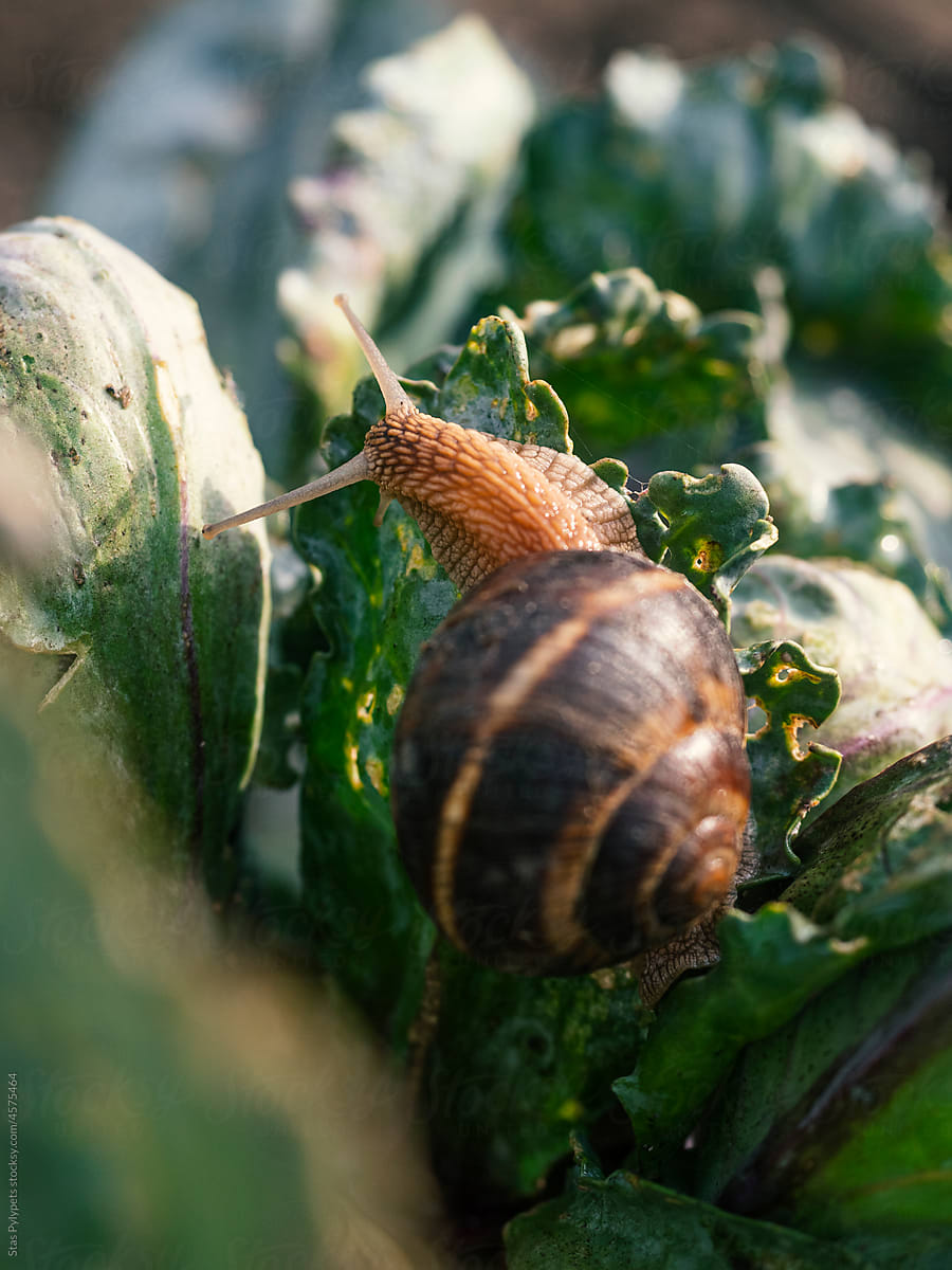 Snail on a green leaf