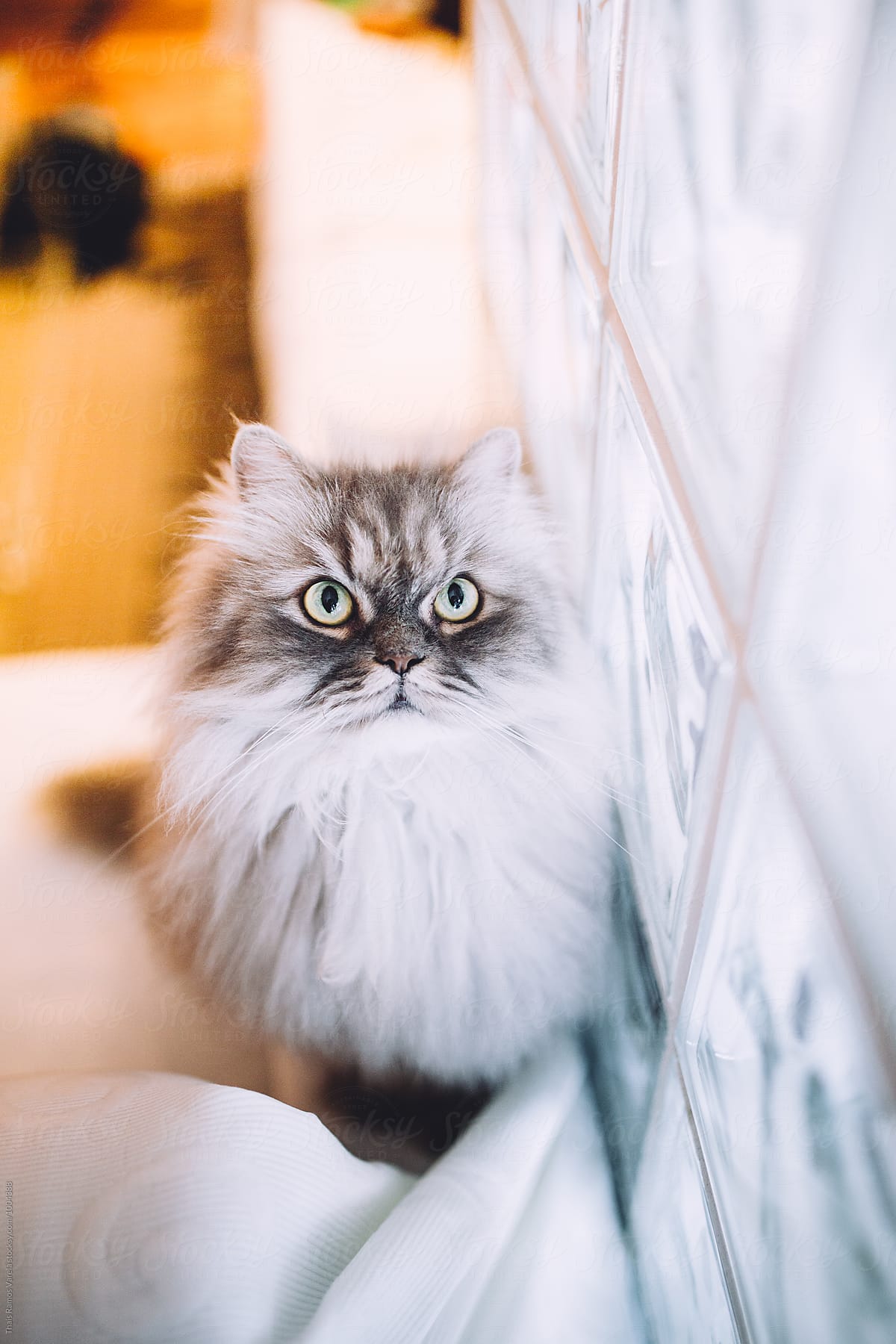 fluffy cat portrait