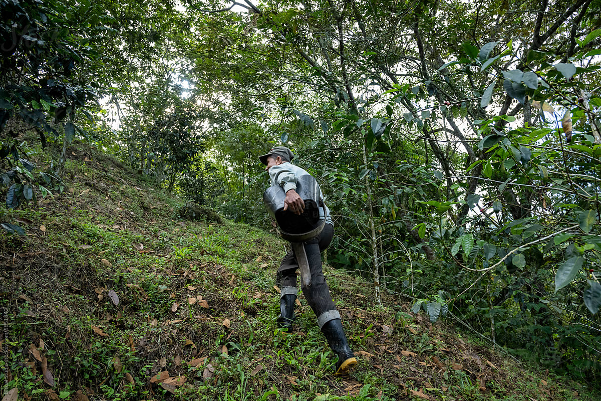 Coffee farmer in organic coffee plantation