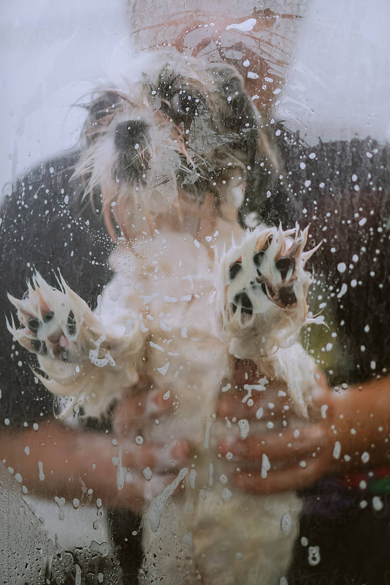 The shih tzu dog washing in the shower