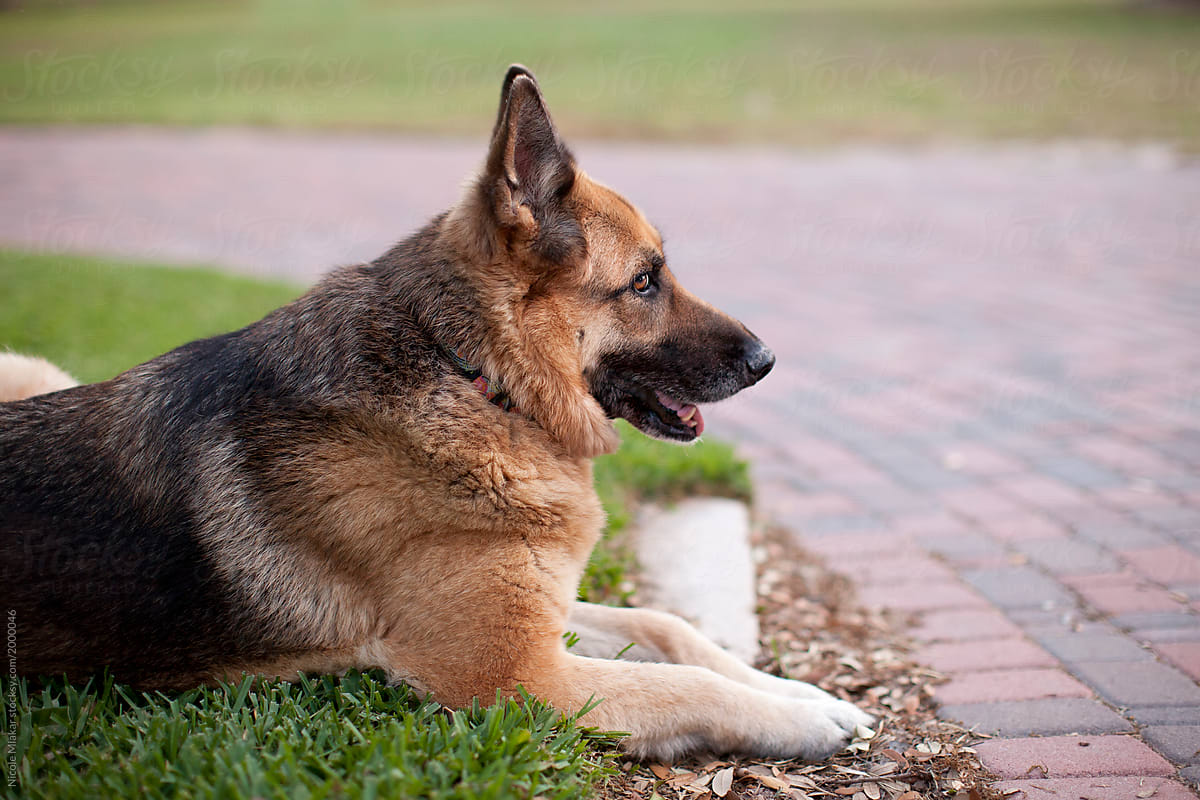 Portrait of German Shepherd dog outside