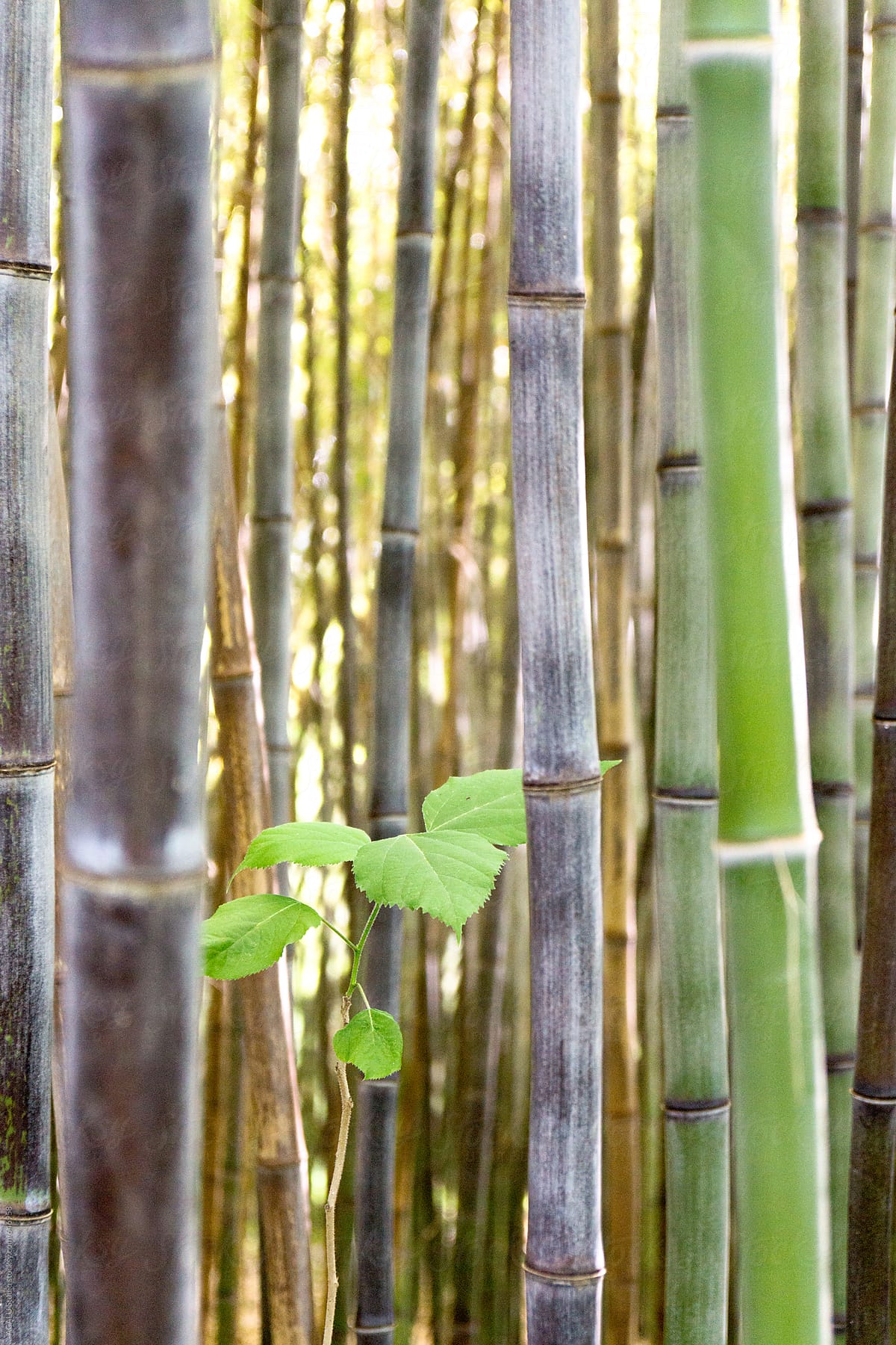 Small plant in a bamboo forest