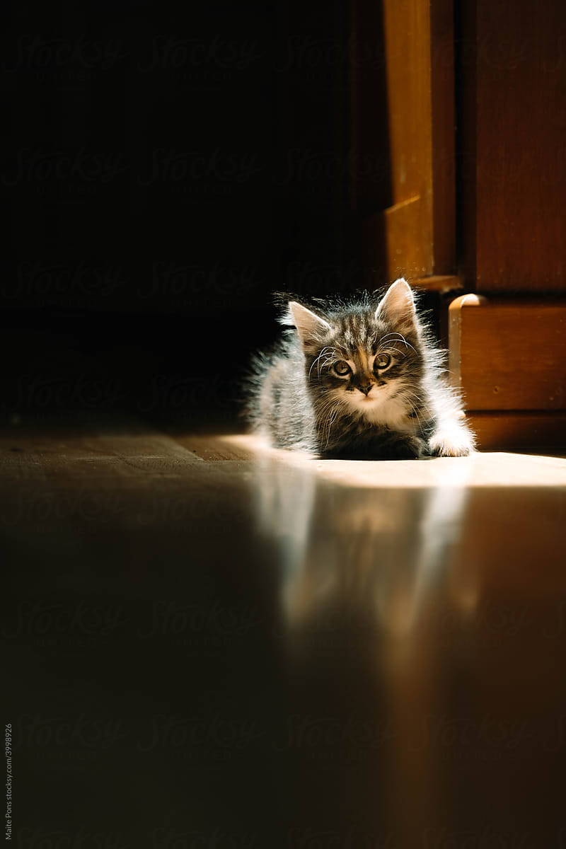 Kitten in a patch of sunlight