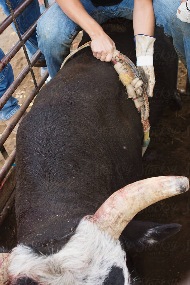 Cowboy pulls bull rope tight around bull in a bucking chute