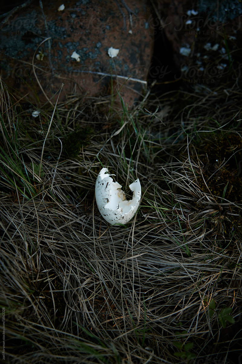broken bird egg in the archipelago