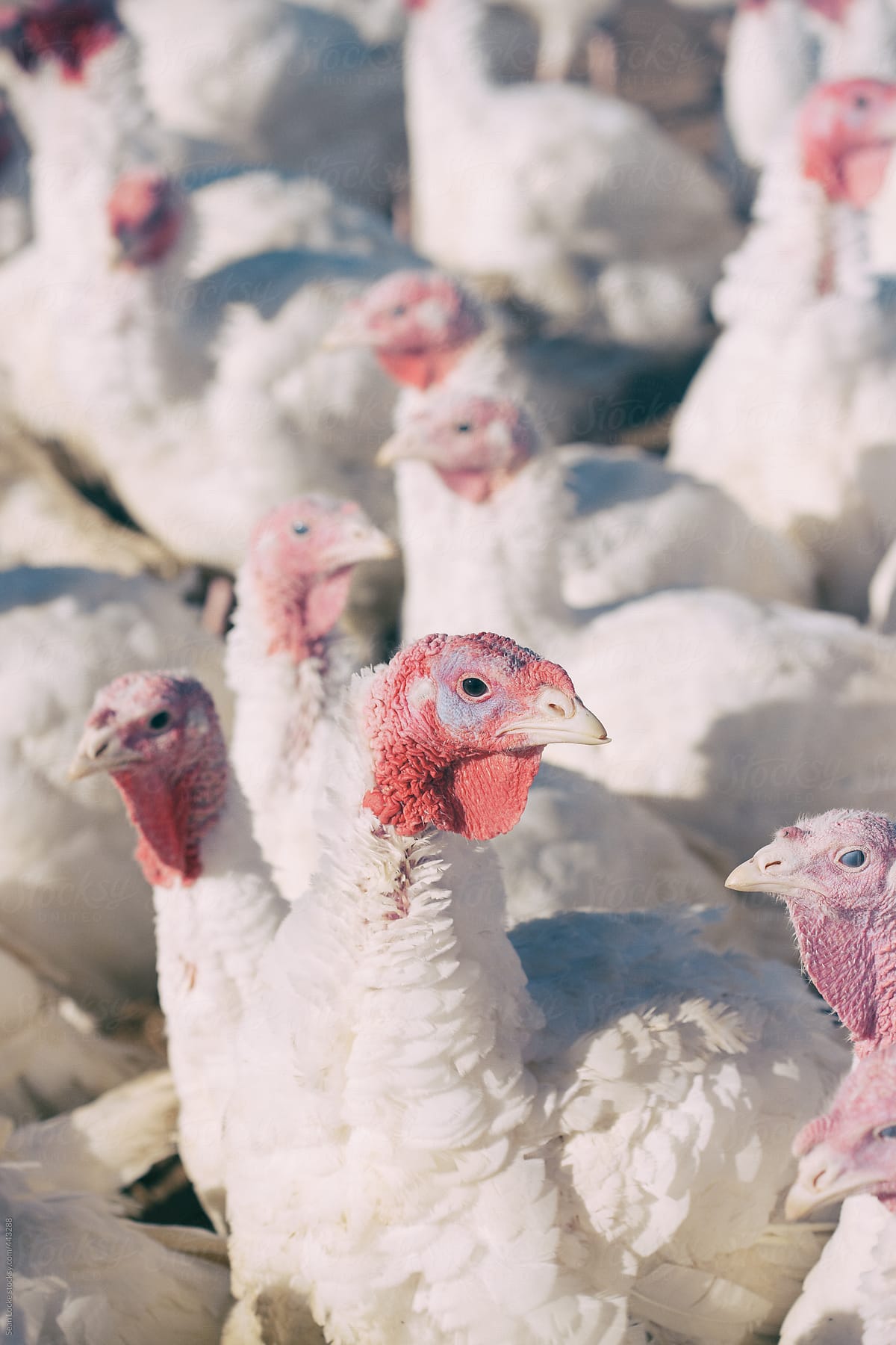 Farm: All Turkeys Look The Same In A Crowd