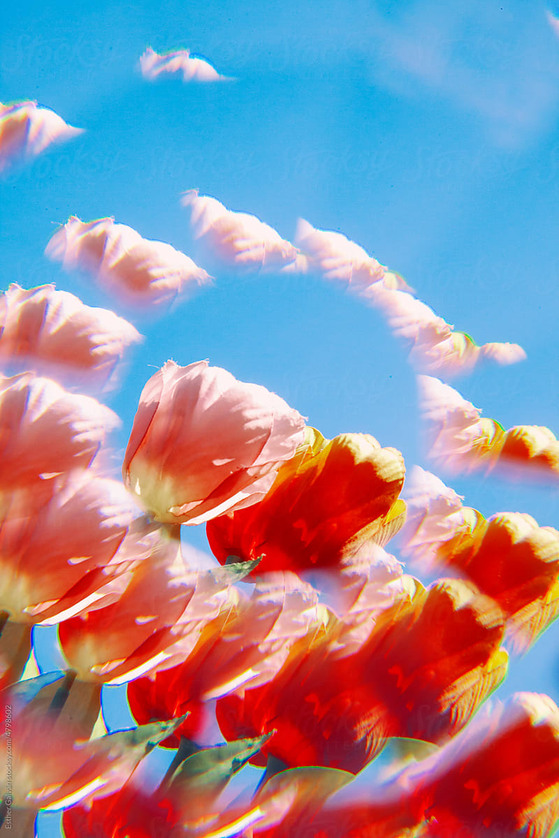 Detail of Pink and red Kaleidoscope Tulips over blue sky