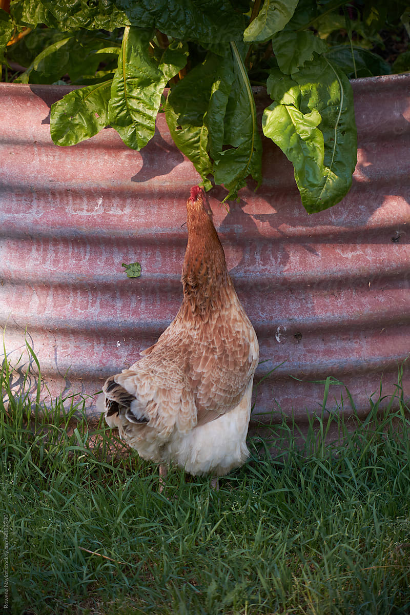 Pet chicken about to steal kale from garden box