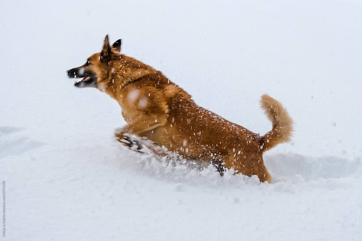 red-haired dog jumps out of deep snow