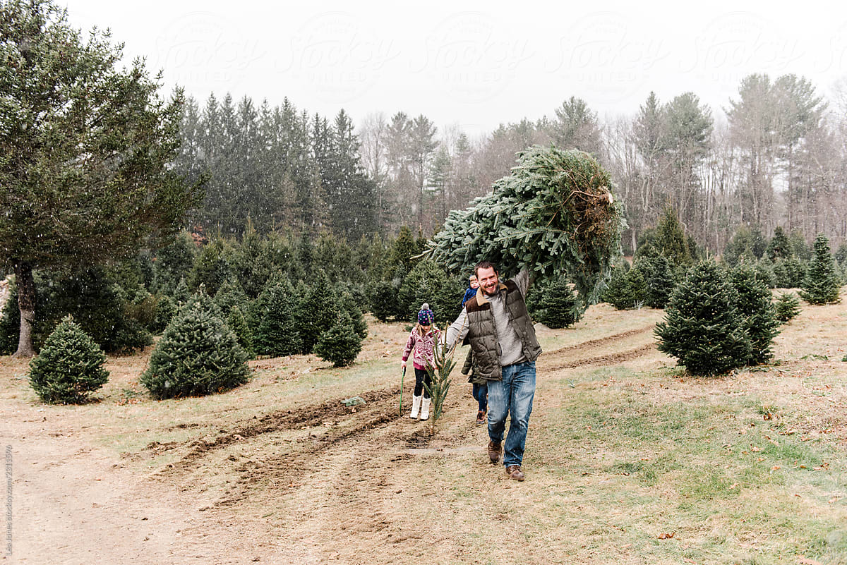 Dad carrying Christmas tree and family following him