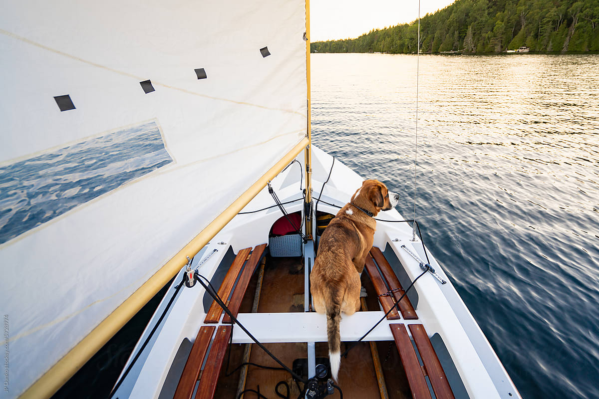 Large Dog Enjoying Sailing in Small Sailboat