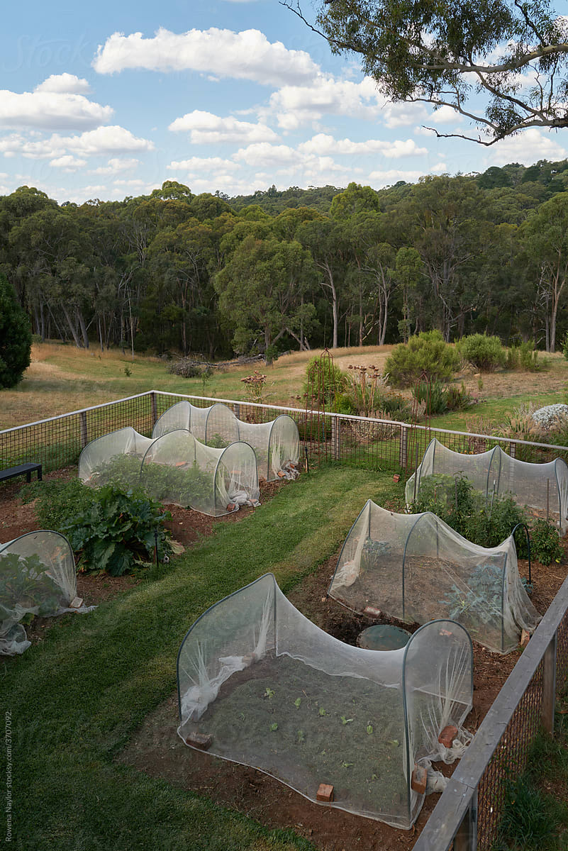 Large veggie garden covered with protective netting