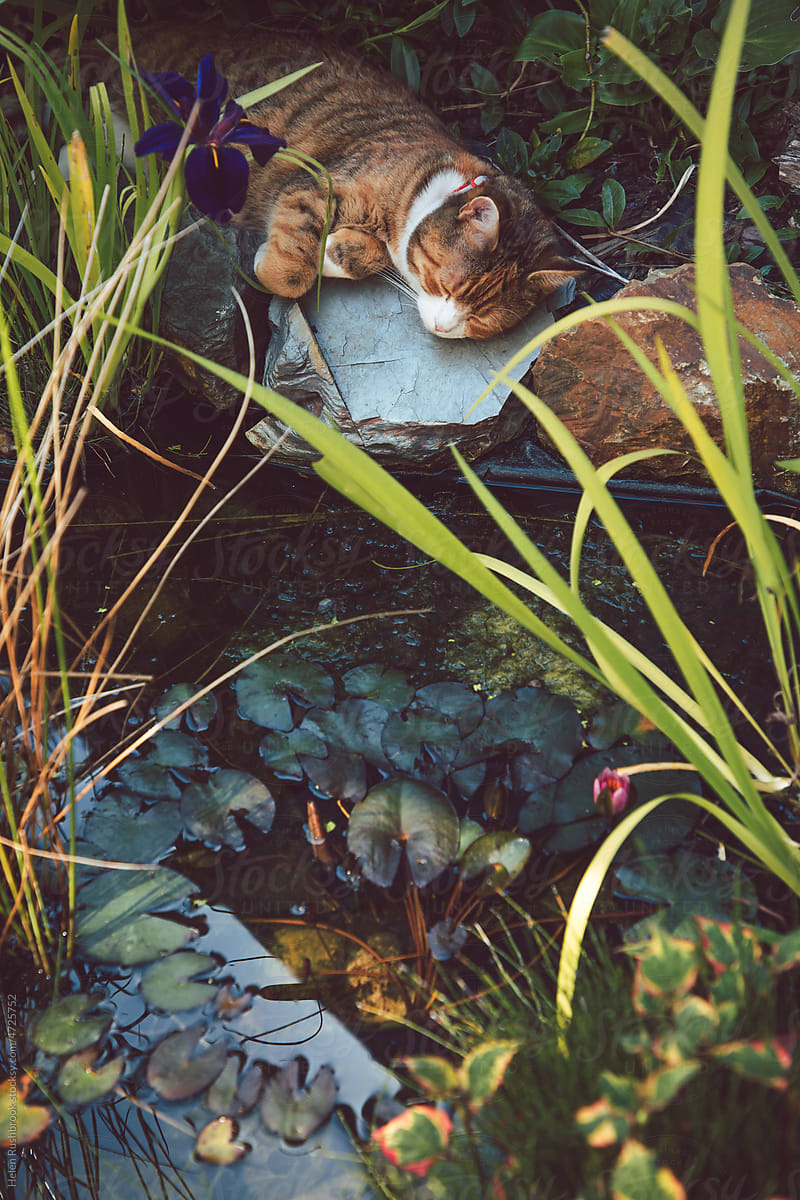 Hot cat asleep by a pond