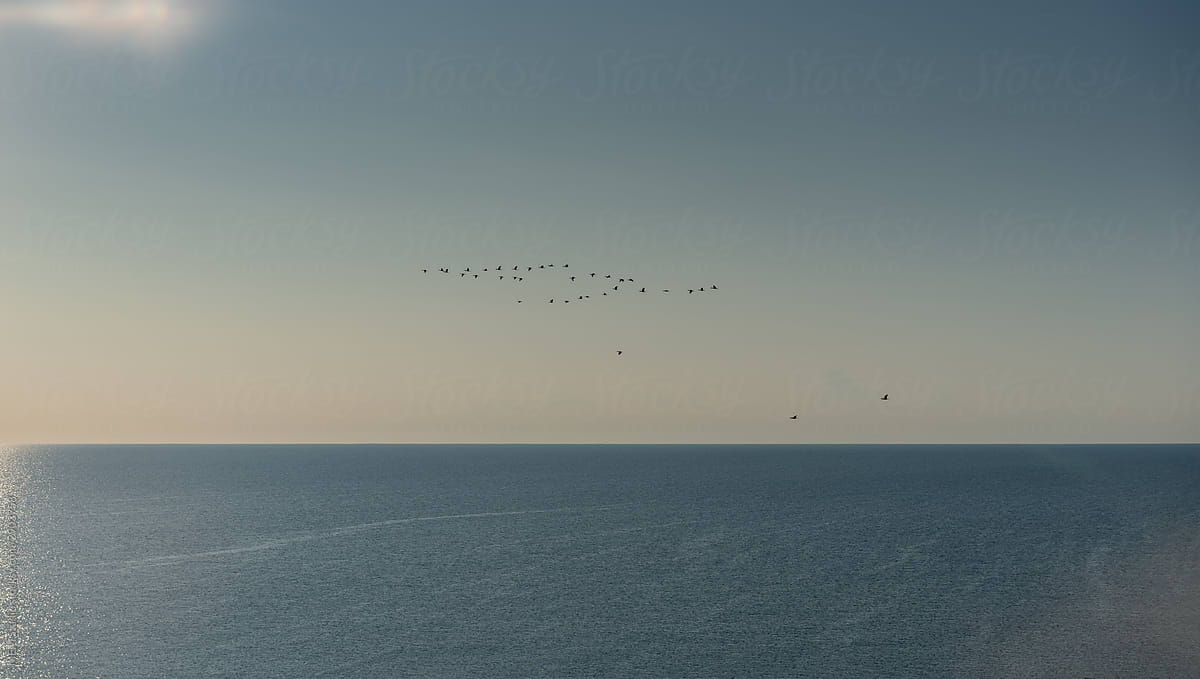 Fog of birds flying above the sea