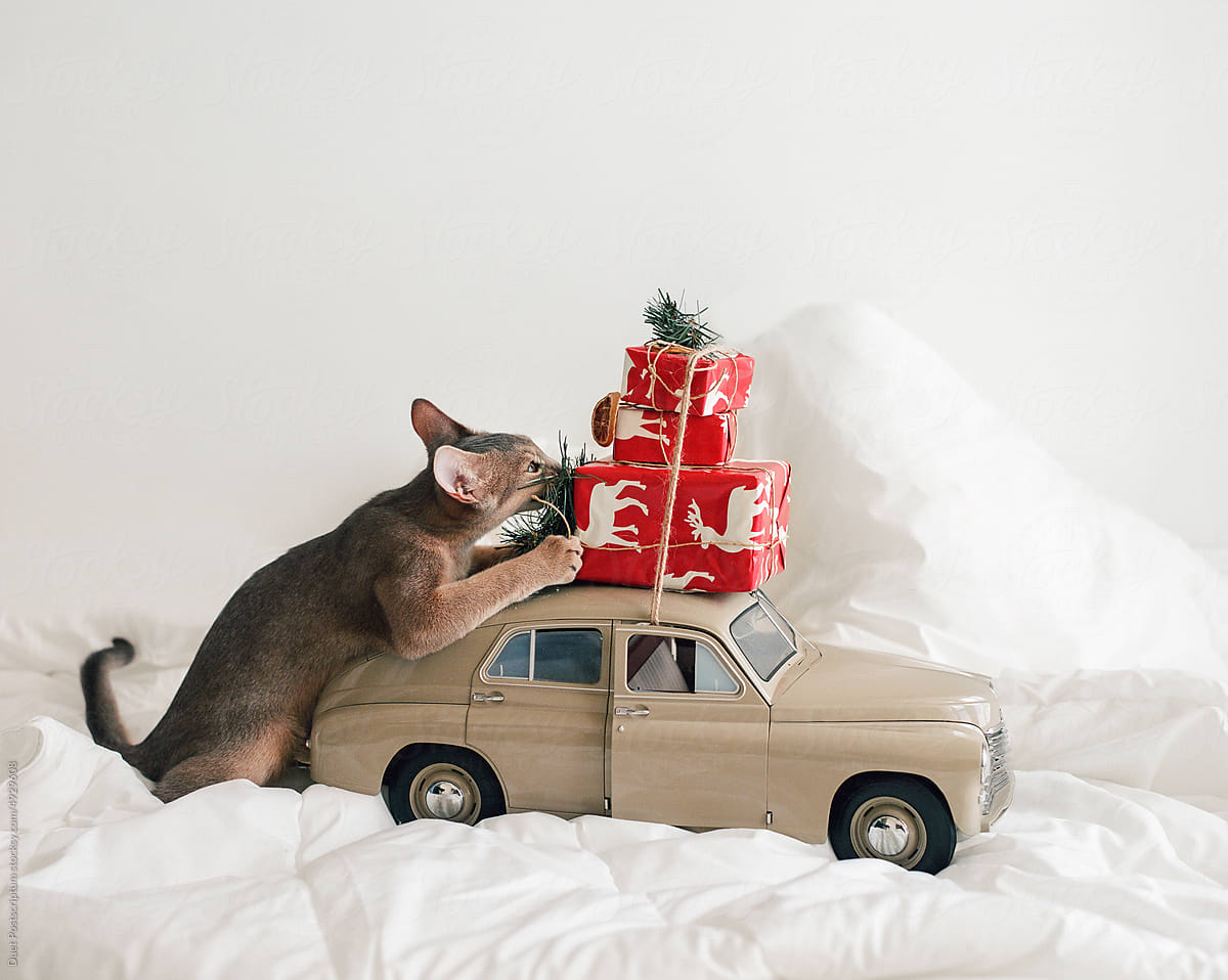 Little kitten near a toy car with a mountain of Christmas gifts.