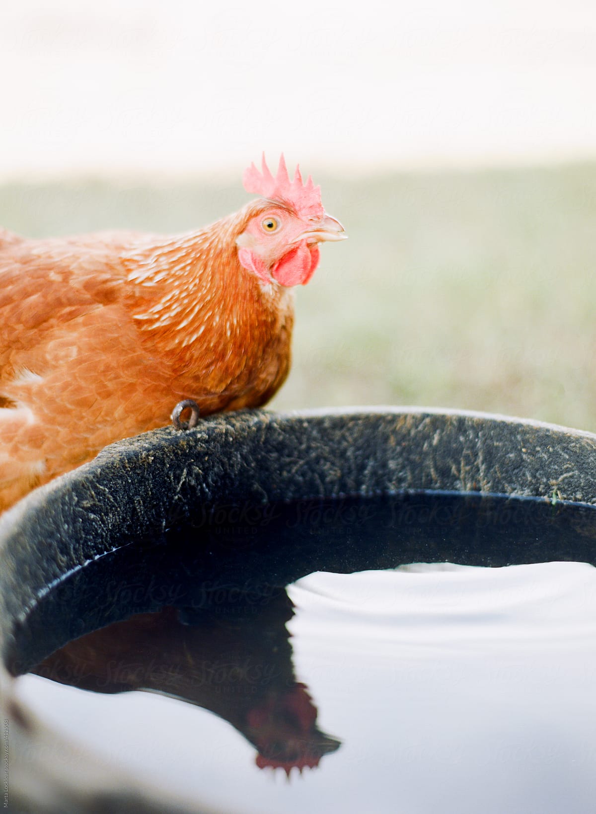 Chicken drinking from a pail of water with reflection