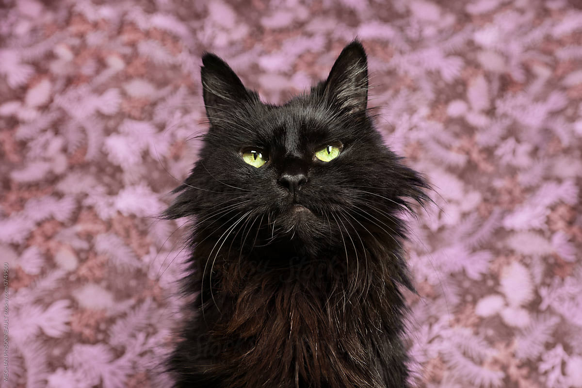 Handsome Black Cat with Floral Background