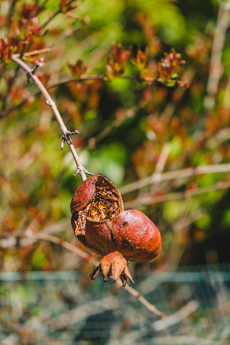 Dry Pomegranate Hanging from the Tree