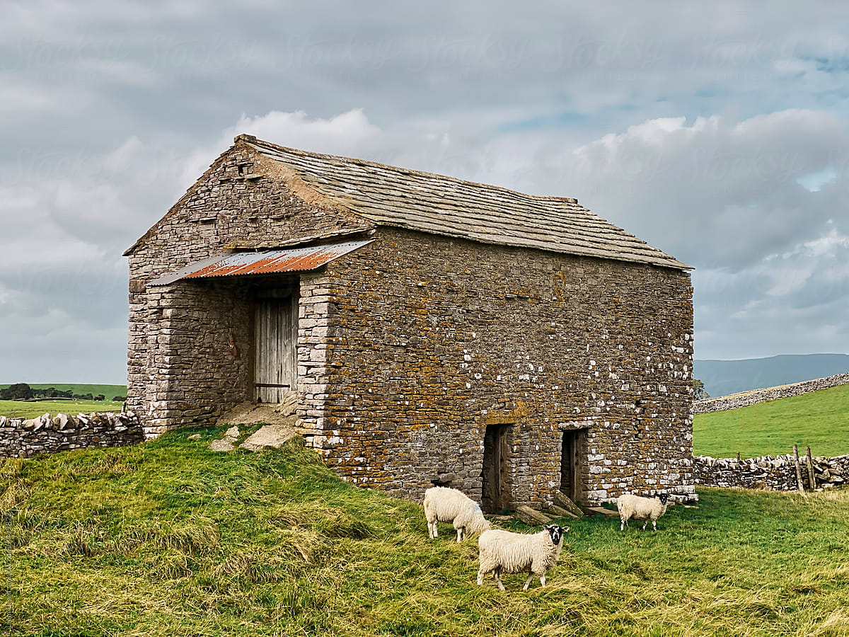 Sheep grazing beside an old barn. Wharton Fell, Cumbria, UK.
