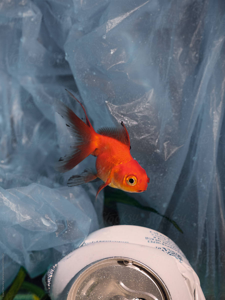 Tiny goldfish swimming near trash