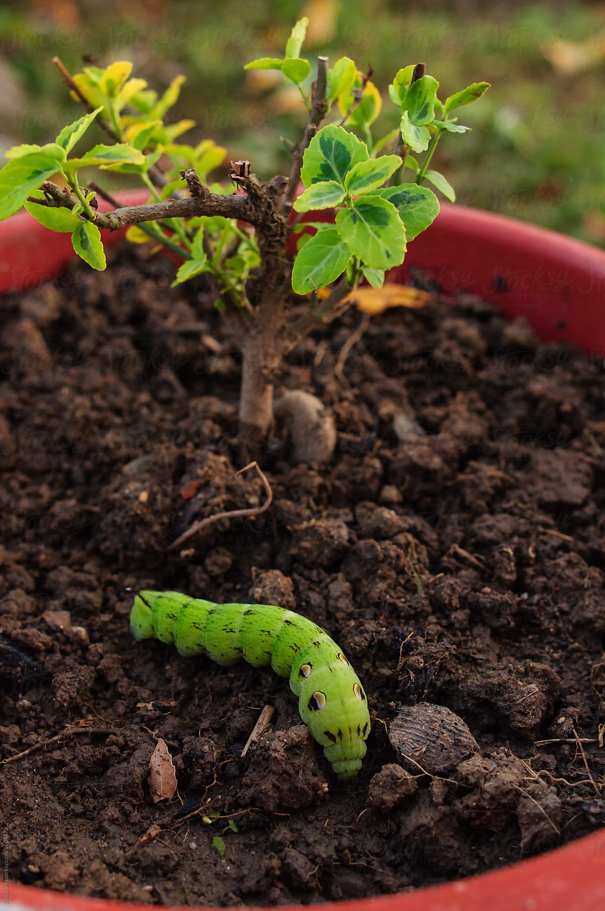 "The Caterpillar (butterfly Larva)" by Stocksy Contributor "Sveta SH