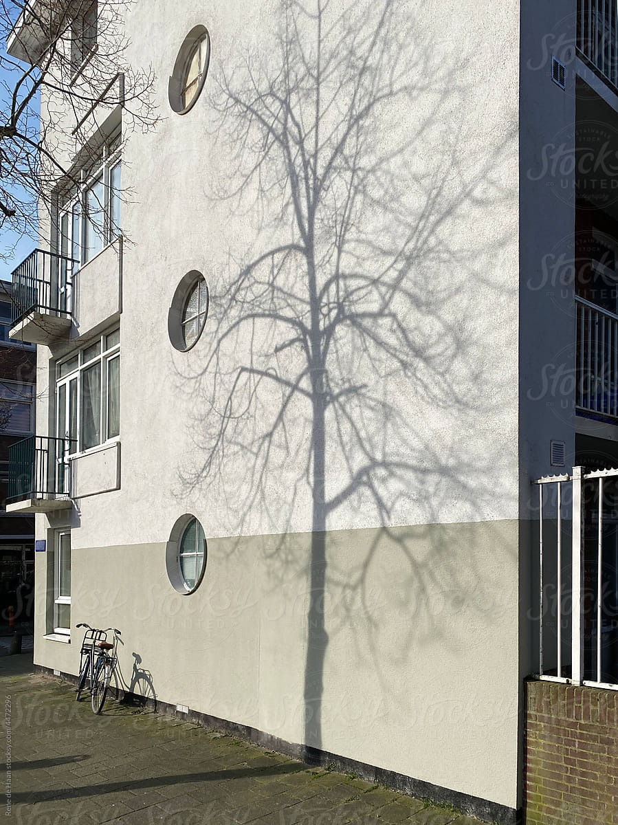 building with shadow of tree
