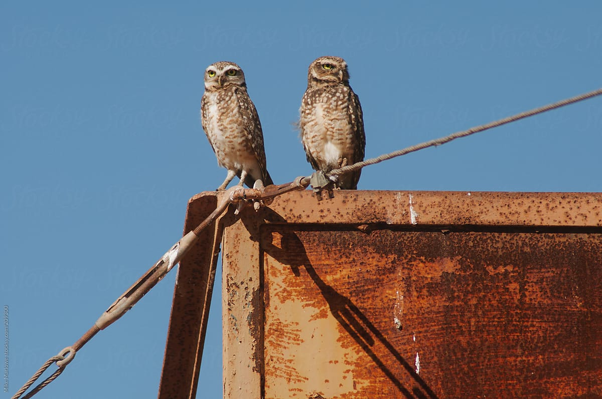 Two Owls standing on a metal container looking out for danger